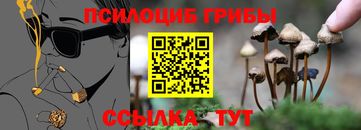 Псилоцибиновые грибы Psilocybine cubensis Славгород